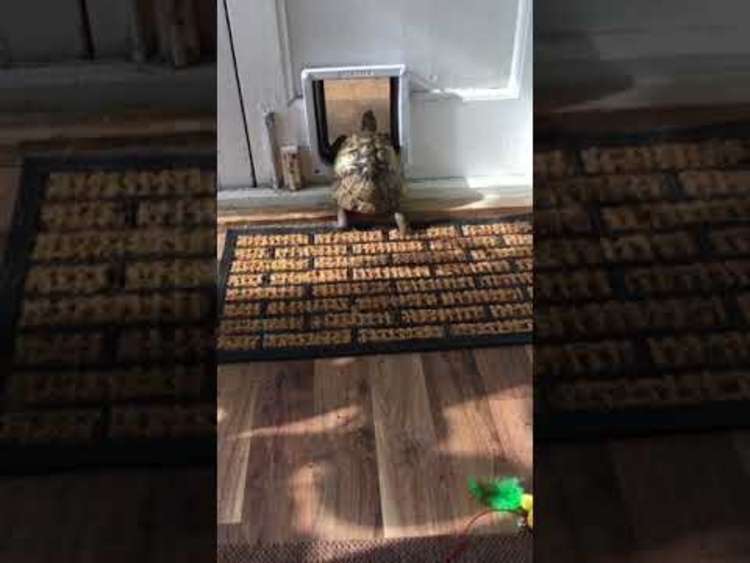 tortoise-through-the-cat-door1.jpg