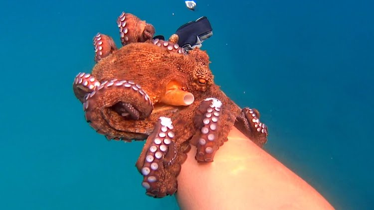 Affectionate Octopus Kevin Filoni