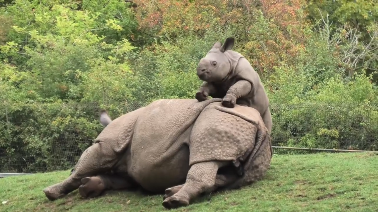 Baby-Rhino-Tries-Wake-Up-Mum.png