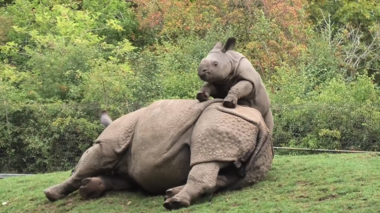 Baby Rhino Tries Wake Up Mum