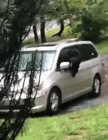 Bear Minivan Escape