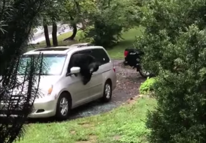 Bear Smashes Window to Escape Minivan
