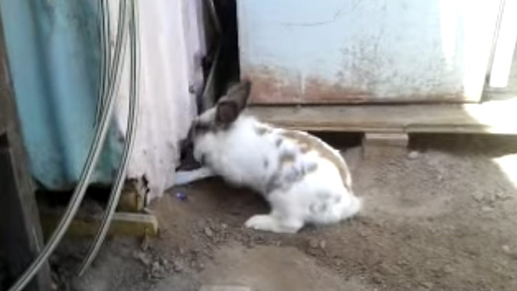 Bunny Digs Out Cat