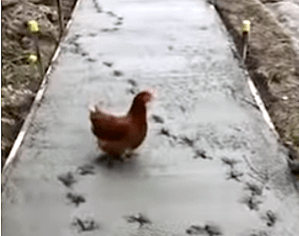 Chicken Wet Sidewalk