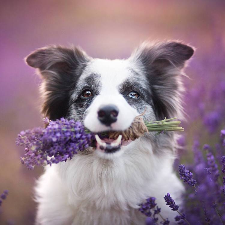 Dog With Lavender in Mouth