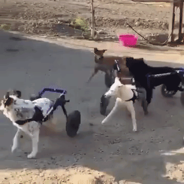 Dogs in Wheelchairs Playing