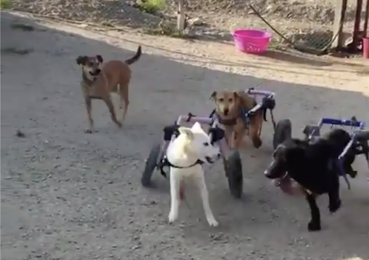 Dogs-in-Wheelchairs-Playing.png