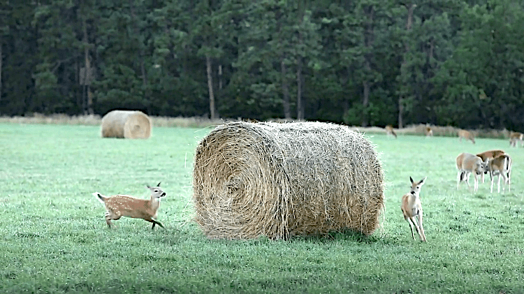 Fawns Play Around Hay Bale