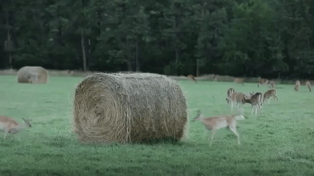 Fawns Playing Tag Hay Bale
