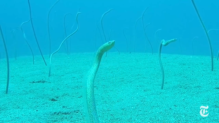 Garden-Eels.png