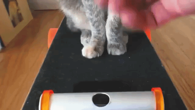 MIDI the Cat Electric Skateboard DIY