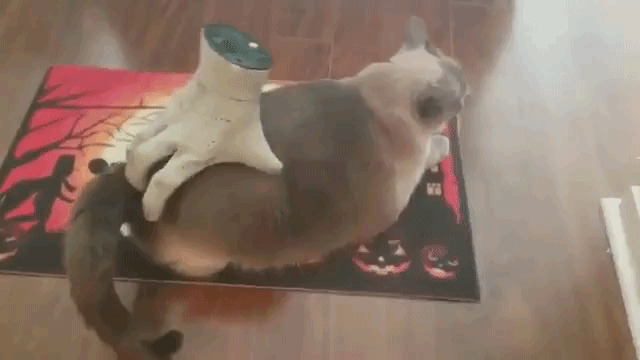 Severed Hand Pets Cat