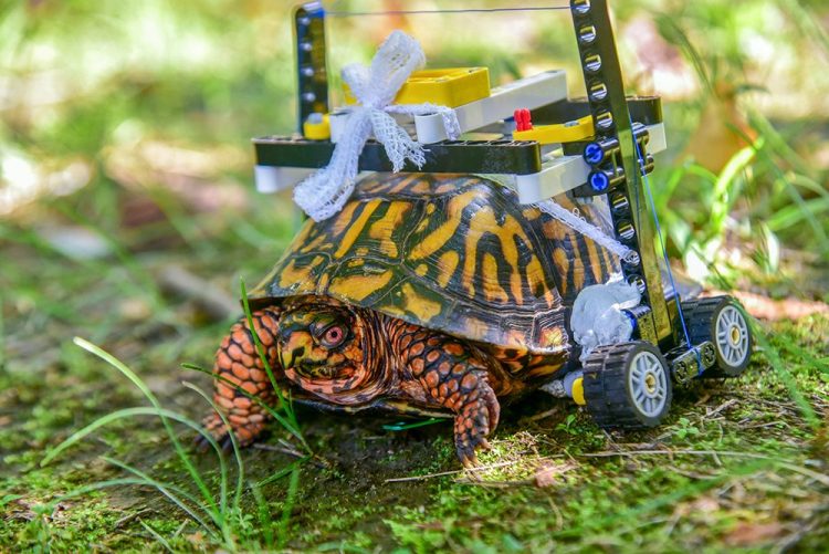 Turtle Wheelchair