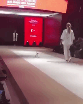Cat Walking Down the Catwalk in Istanbul