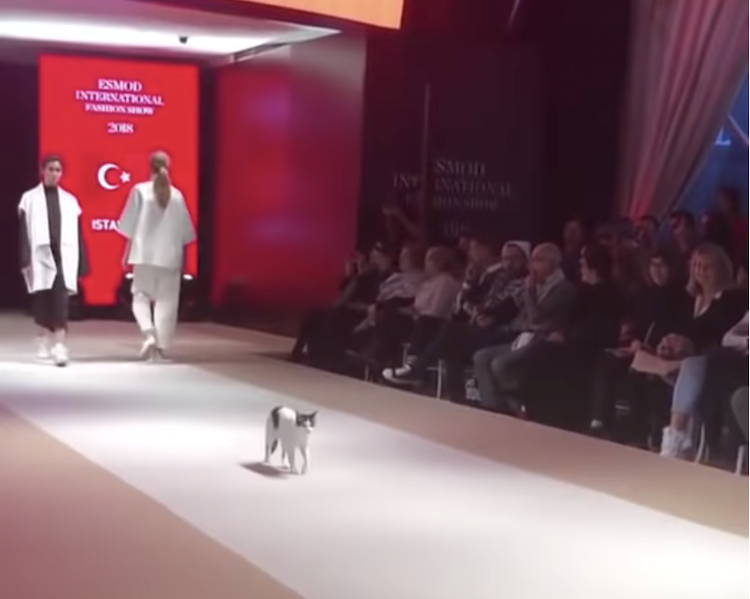 Cat-on-Catwalk.png