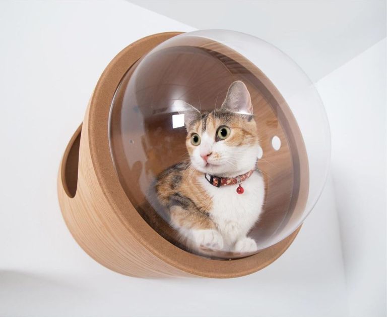 Cosmic Cat Bed