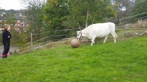 Cow Playing Fetch