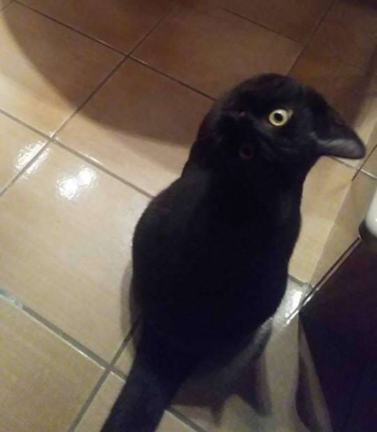 Crow Cat
