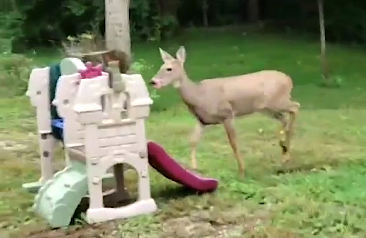 Deer sales on playset