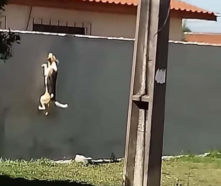 Dog-Jumps-Wall1.png