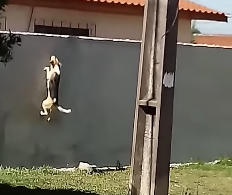 Dog Jumps Wall