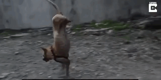 Dog Without Back Legs Learns to Run