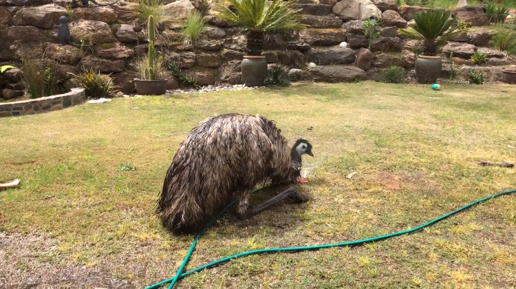 Eemie the Emu Sprinkler