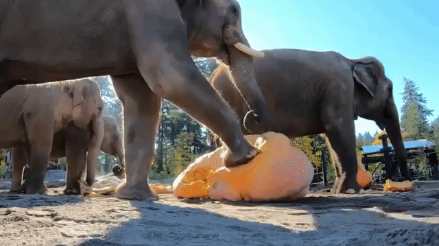 Elephant Squishing Squash