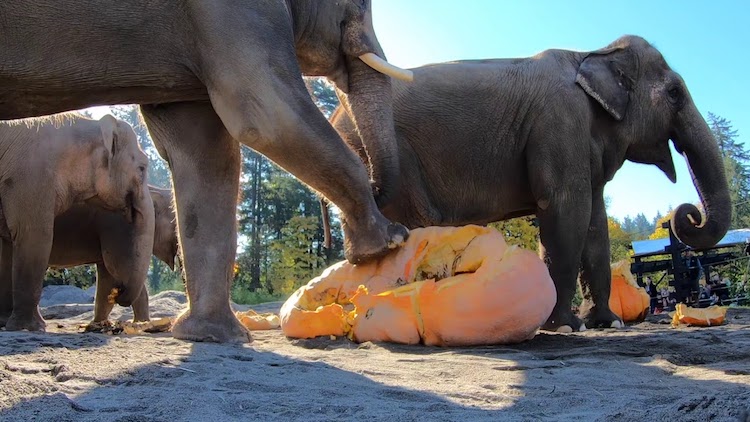 Elephants Squishing Pumpkins