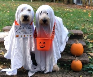 Fabbe and Nisse Trick or Treating as Ghosts