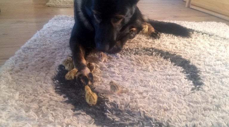 German Shepherd Watches Quails