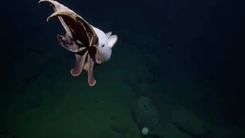 Ghostly Octopus