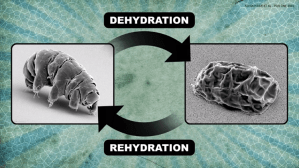 Hydration Rehydration Tardigrade