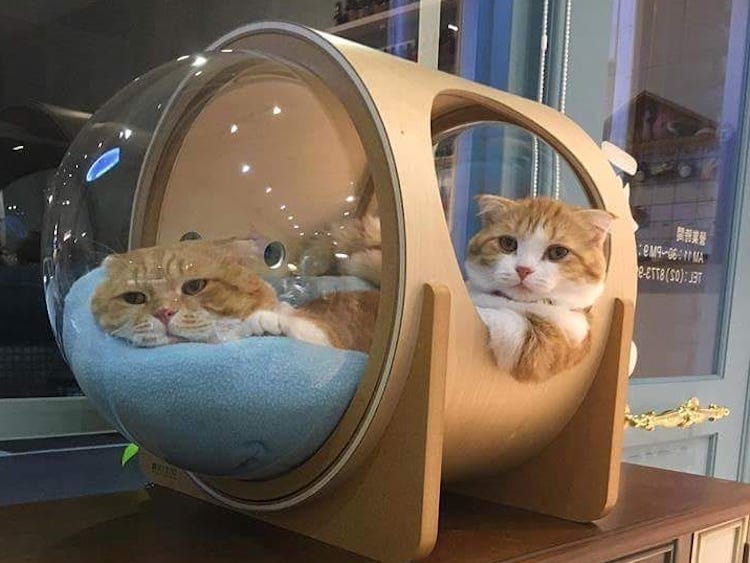 Kitties-in-Space.jpg