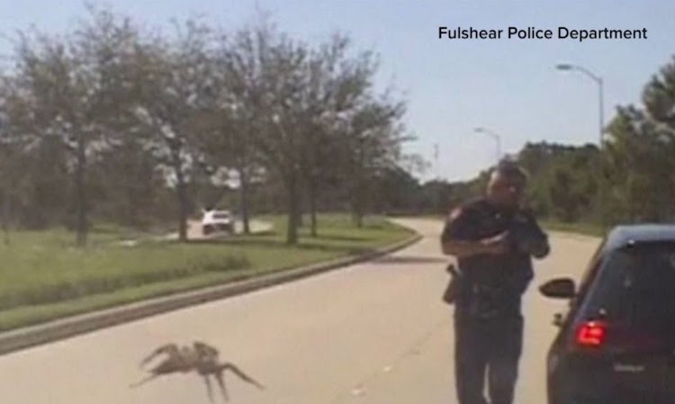 Massive Spider Crosses Street to Texas Police Officer