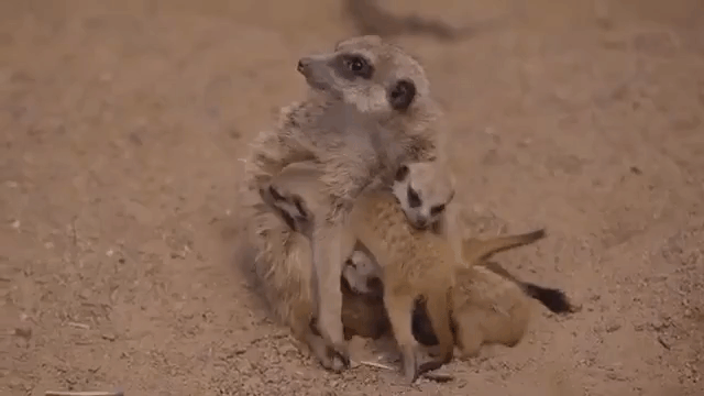 Meerkat Babies and Mom