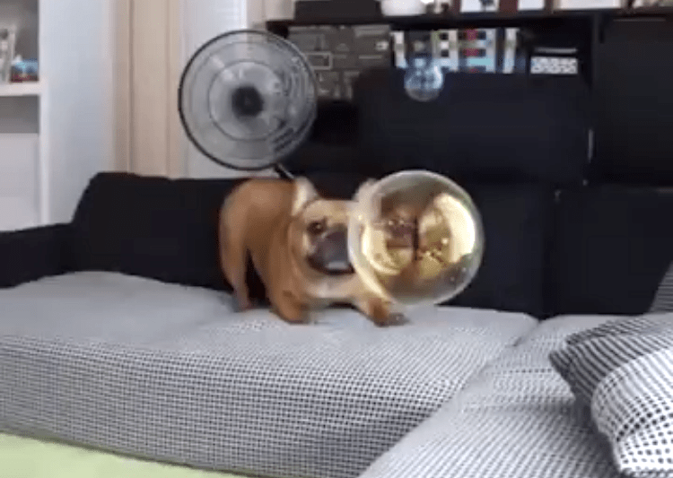 Puppy Burst Bubble