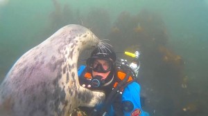 Seal checks diver's mask