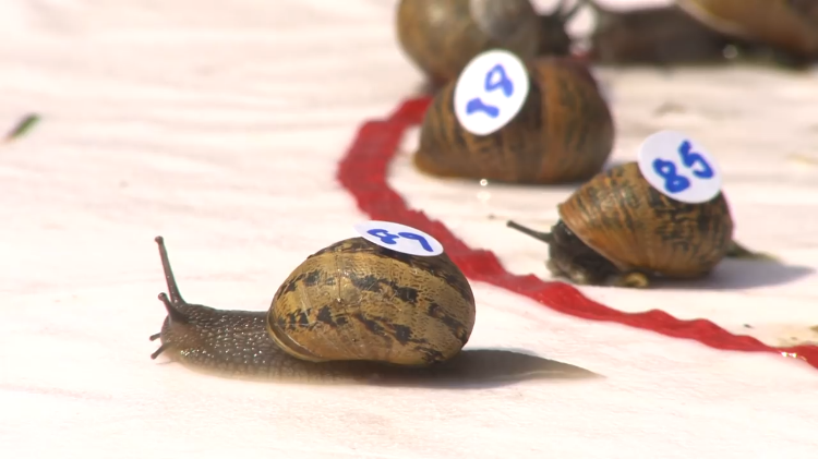 Over 200 Gastropods Compete on a Circular Tabletop Track in the 2018 World Snail Racing Championship