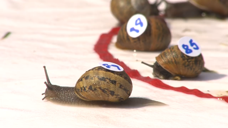 Snails Racing