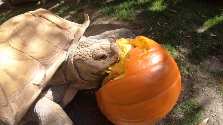 Tortoise-Eats-Giant-Pumpkin.png