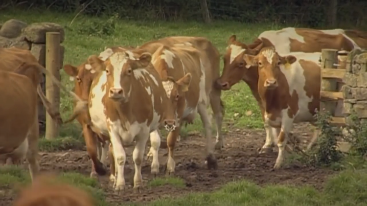 Cows-and-ice-cream.png