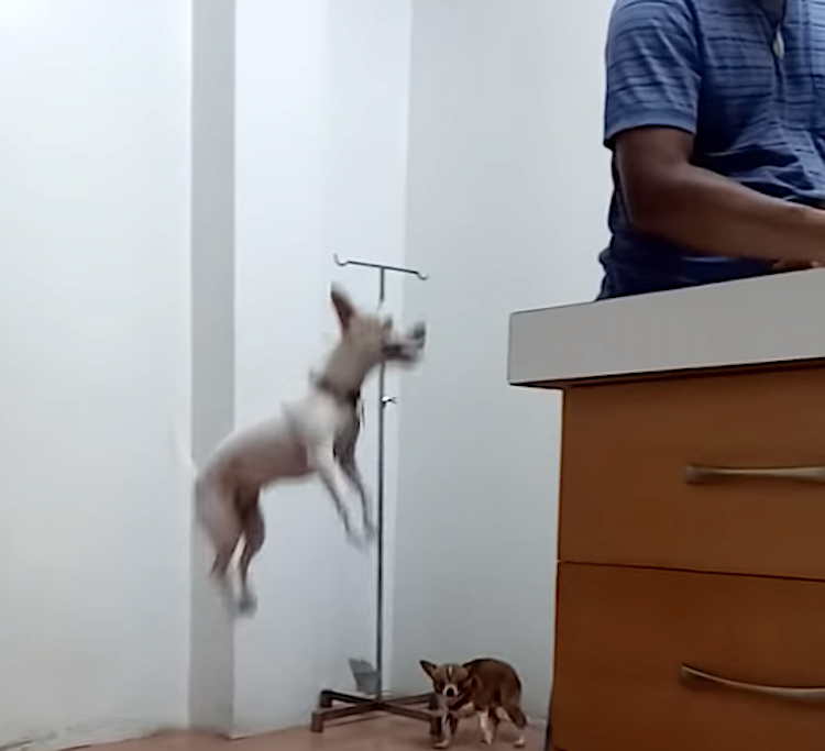 Dog Jumping Up and Down