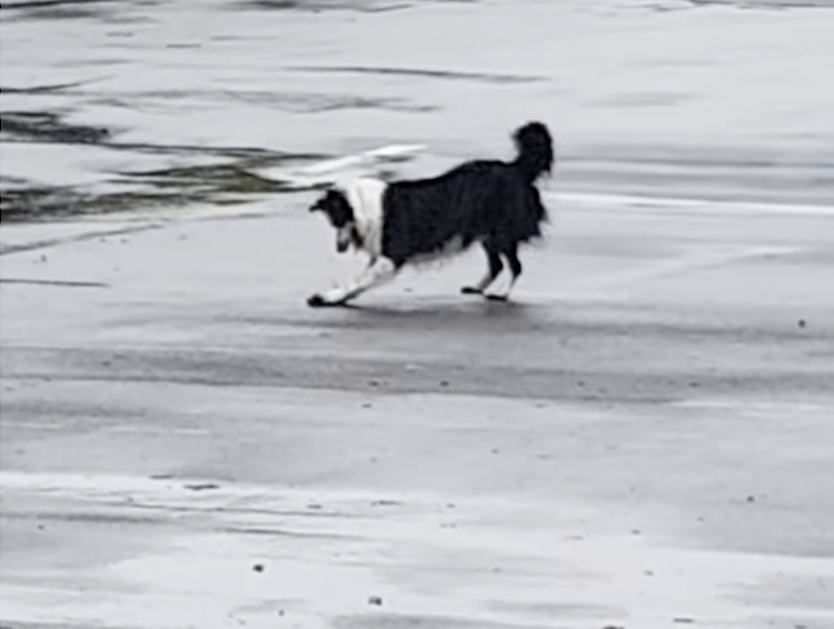 Dog-Skating-on-Rock-Around-Slippery-Park