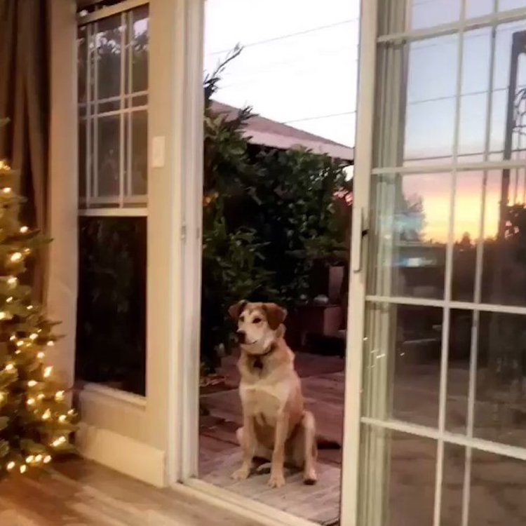 A Silly Dog Waits Outside Until A Human Pretends To Open An