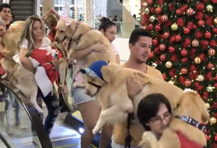 Dogs-Ride-Down-Escalator1.png