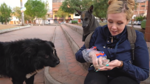 Feeding Stray Dogs in Cusco Peru