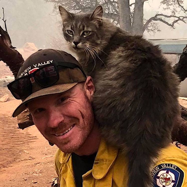 Firefighter Cat Paradise California