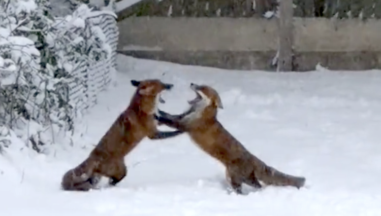 Foxes Playing in Snow