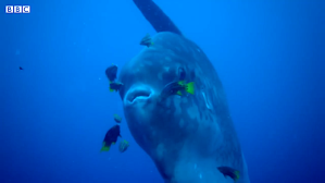 Giant Ocean Sunfish Cleaning
